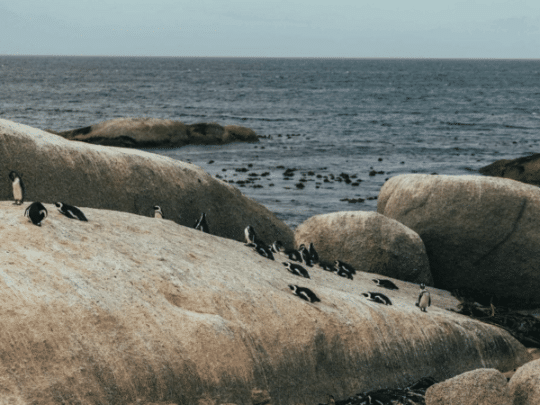 boulders beach penguines simons town