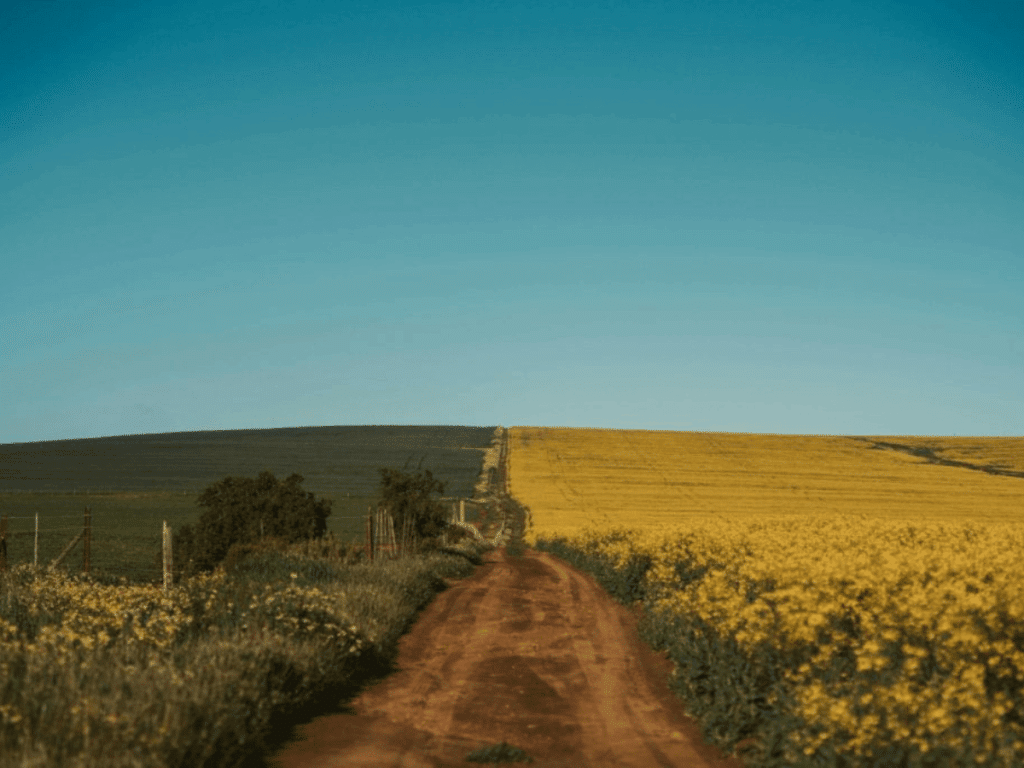 a field of yellow flowers in the western cape