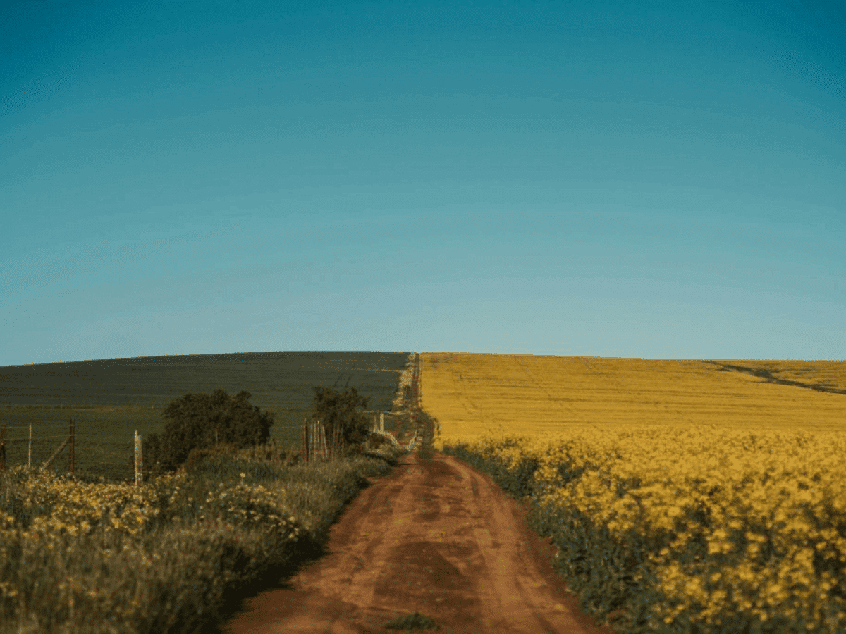 a field of yellow flowers in the western cape