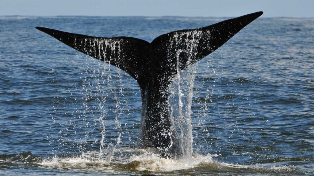 south african landmarks immigration attorneys lee & truter attorneys10